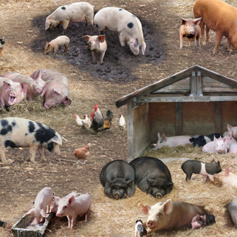 Brown Farm Animal Pig Cotton Fabric by The Yard - 100% Soft & Durable