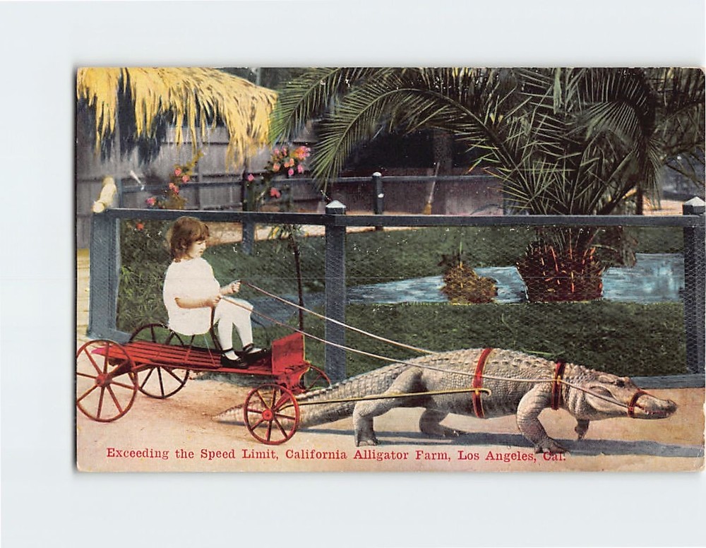 Postcard Exceeding the Speed Limit California Alligator Farm Los Angeles CA USA
