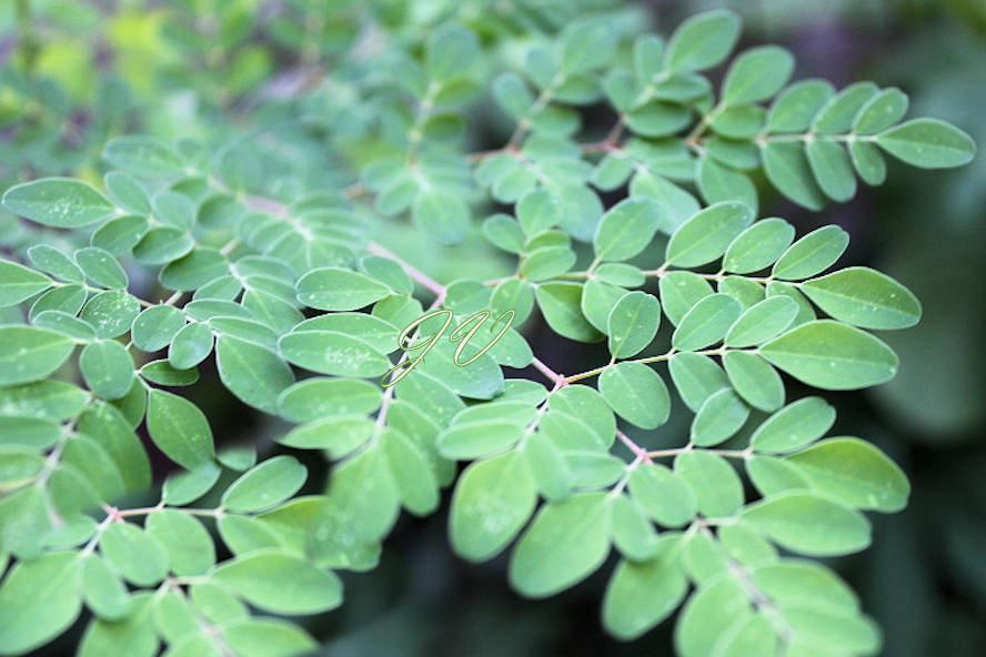 5 Tropical Seeds Moringa oleifera Tree Multi Use Plant White Flowers