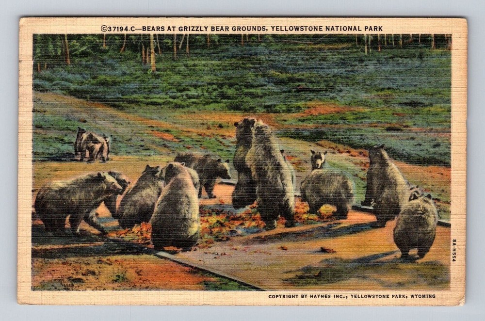 Yellowstone National Park Vintage Grizzly Bear Postcard Series 37194C