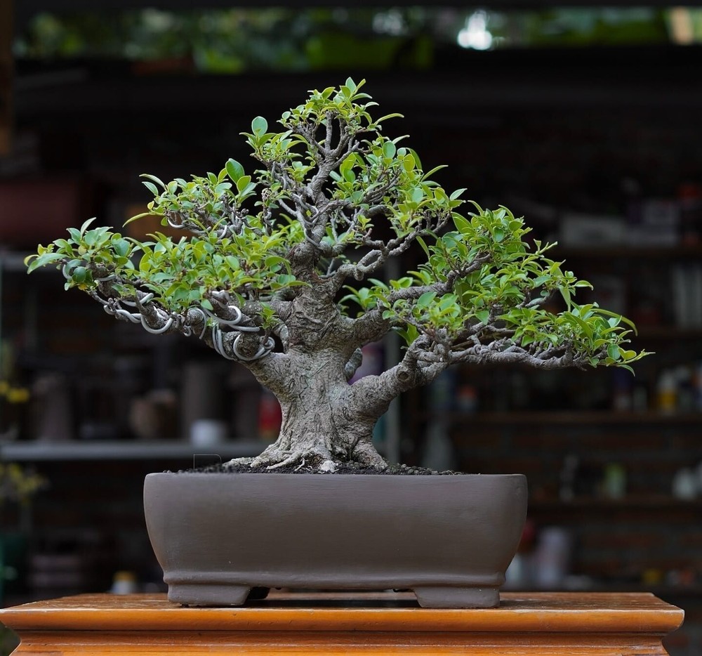 Actual plant Bonsai Ficus Microcarpa bonsai tree free phitosanitary
