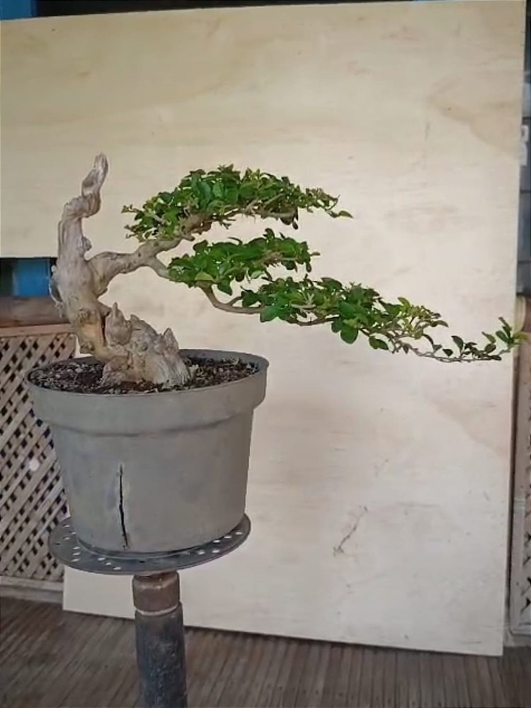 Old Bonsai Cudrania Cochonchinensis Live Plant Tree