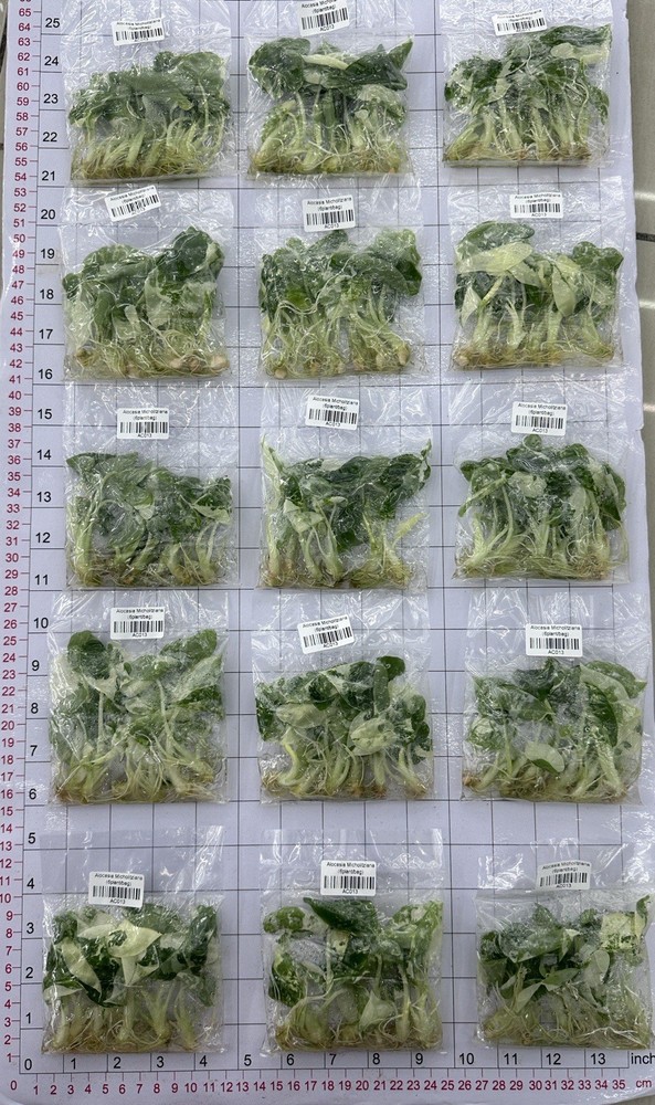 Variegated Alocasia Frydek Tissue Culture (1000 Stage 3 Tissue Culture Plants)