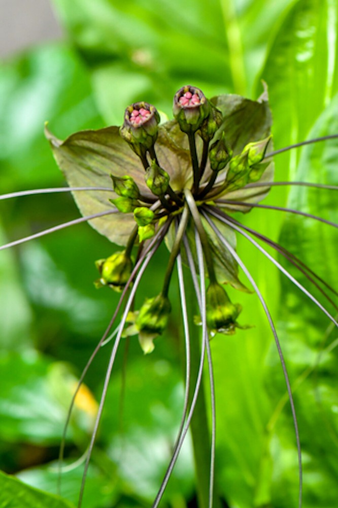 20 Rare Seeds - Green Bat Flower Tacca chantrieri Green