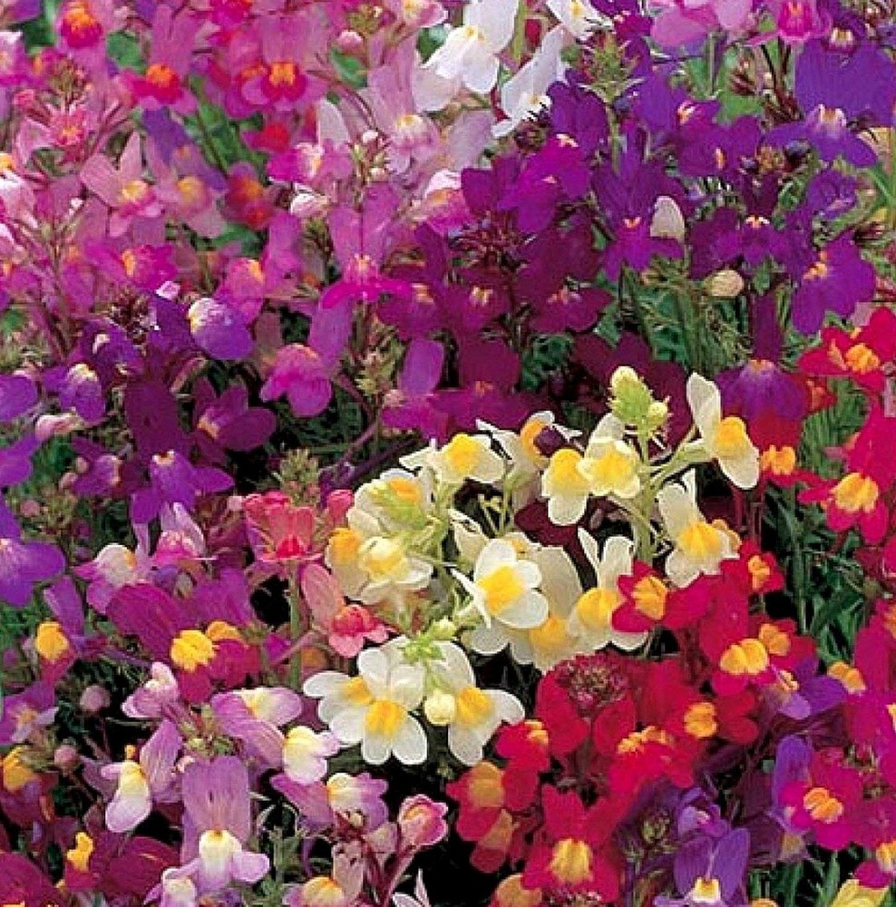 Toadflax Fairy Mix Flower Seeds - Spurred Snapdragon - Linaria maroccana - B107