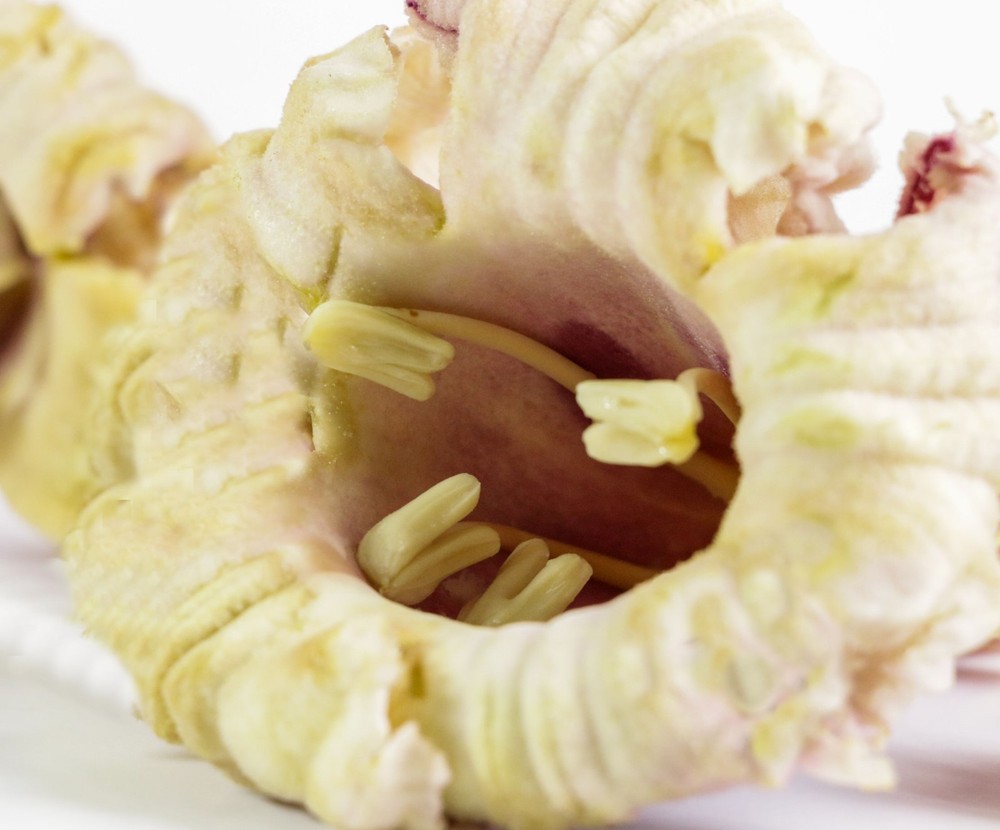 10 Seeds Oroxylum indicum Indian Trumpet Ornamental Tropical Overstock