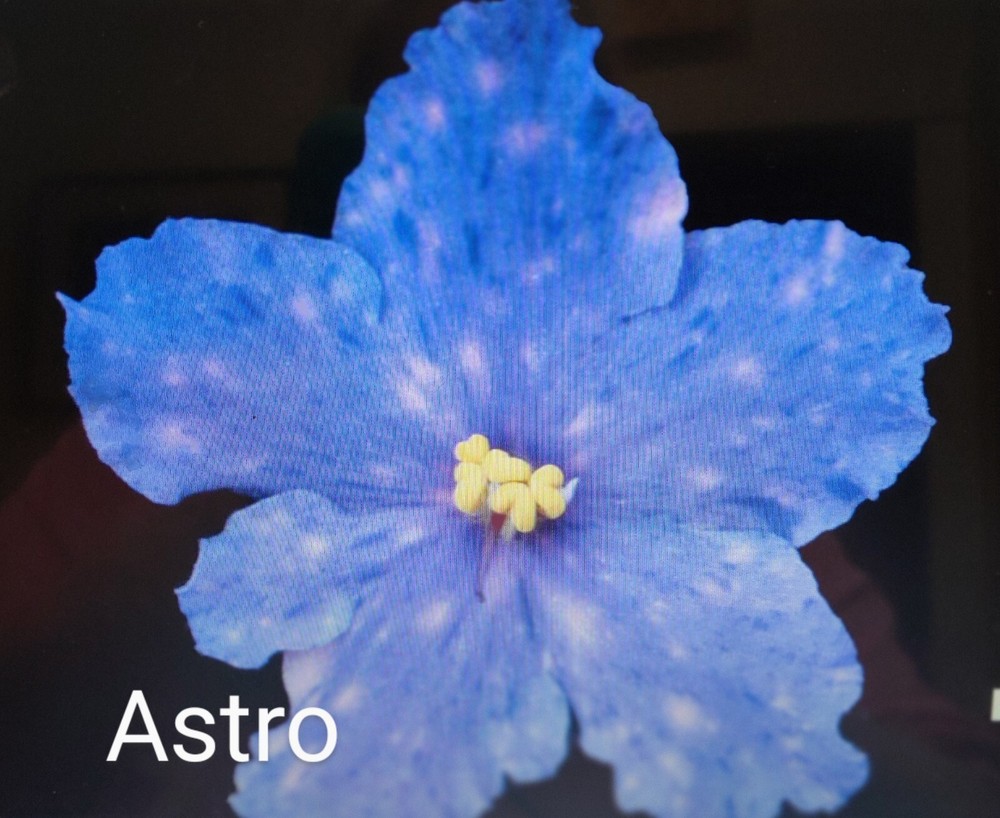 African Violet LEAF POT - ASTRO miniature