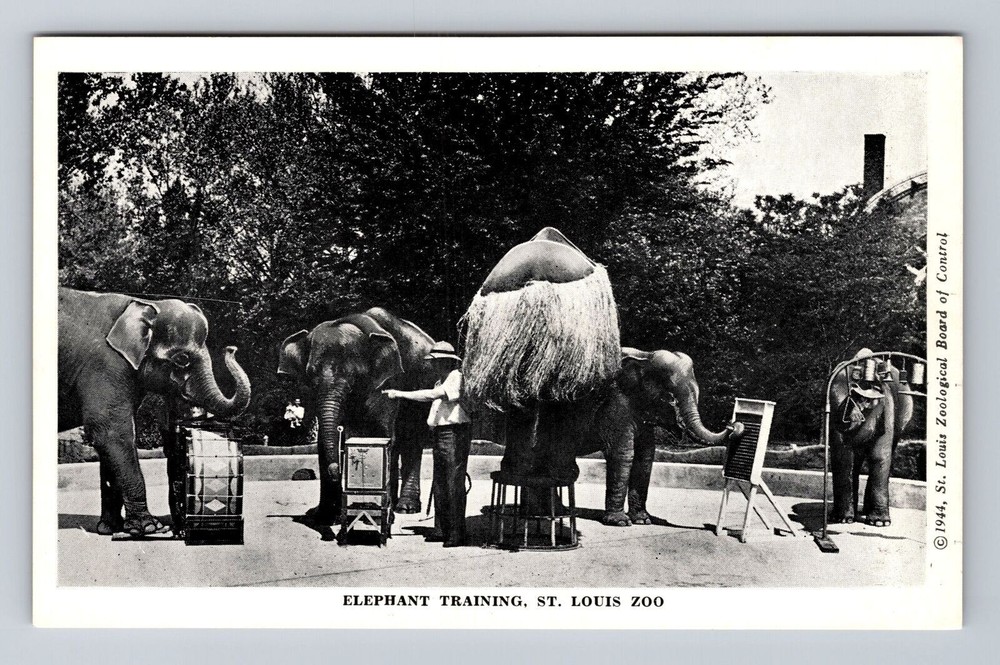 St Louis MO-Missouri, Elephant Training, St Louis Zoo, Antique Vintage Postcard