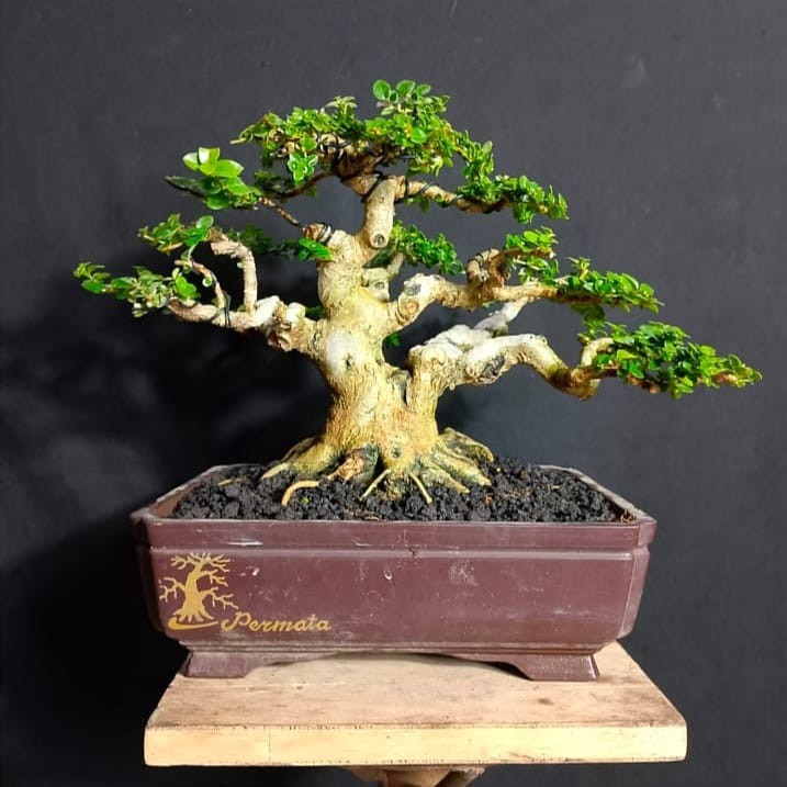 Premna Microphylla Bonsai Tree Small Old Contest Winner Live Plant