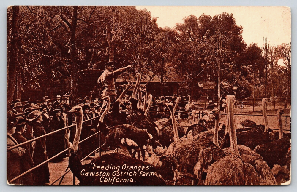 Original Old Vintage Outdoor Postcard Cawston Ostrich Farm Pasadena California