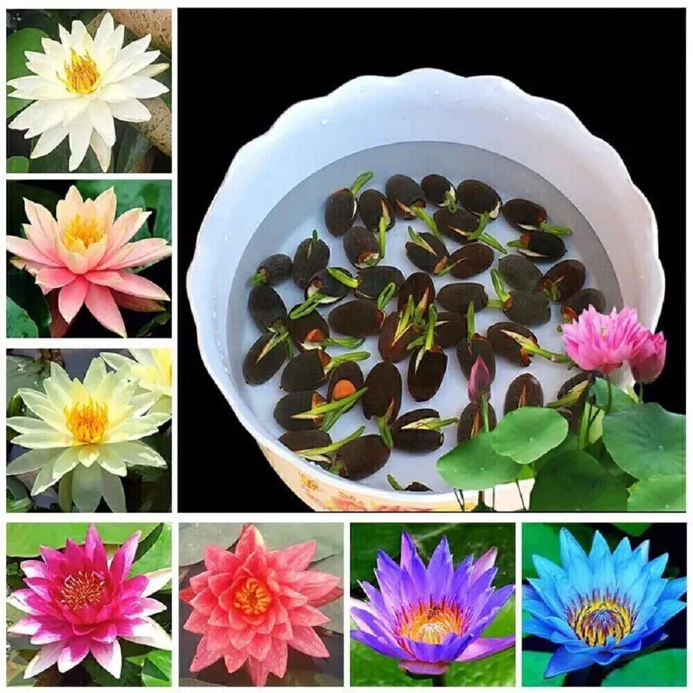 30x Seeds Lotus Flower Seed Hand Picked Aquatic Plants Water Garden Lotus New