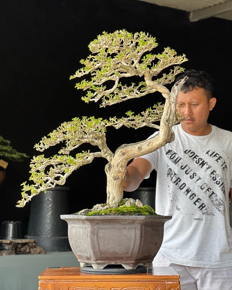 Actual plant Bonsai Cudrania Cochonchinensis old tree bonsai