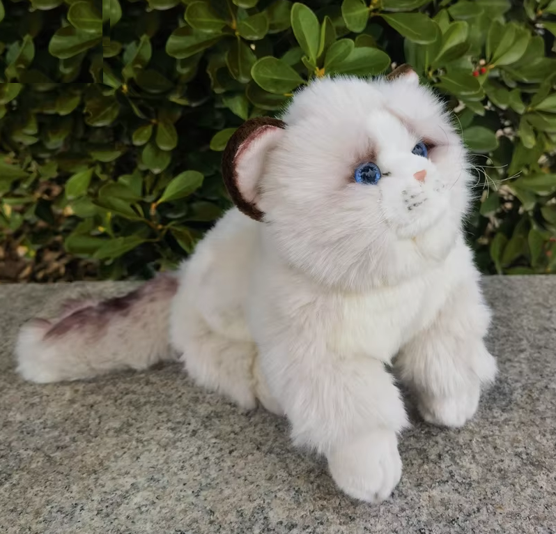 Ragdoll Cat 10