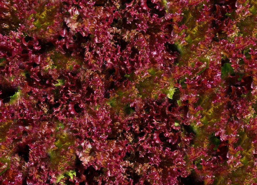 250 Seeds Red Salad Bowl Leaf Lettuce Garden Seed Beautiful Color! Clearance