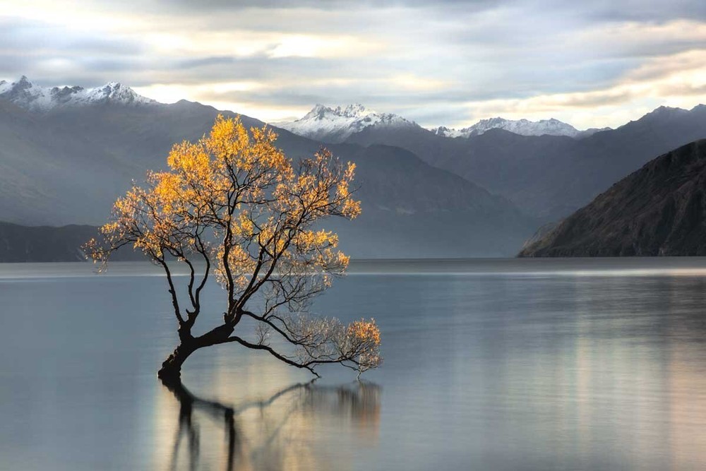 Michael Cahill Canvas Giclee Rocky Mountains Tree UNDISTURBED Photography Art