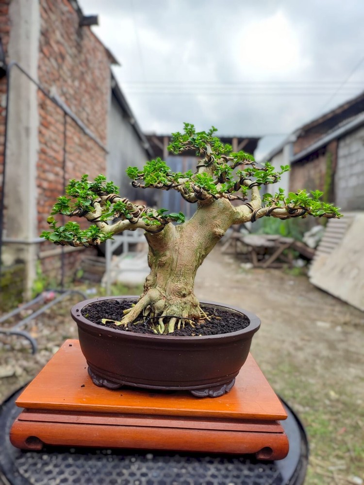 Premna microphylla bonsai tree for contests and display