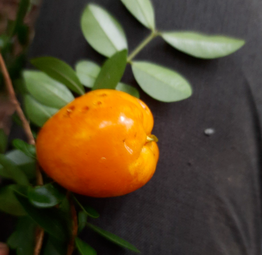 Eugenia Delicata - 1 YR OLD