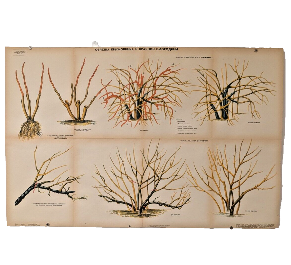 🌻 Plant Vintage Poster 1985 🌿 Soviet Boho Style 🌳 blackcurrant trimming