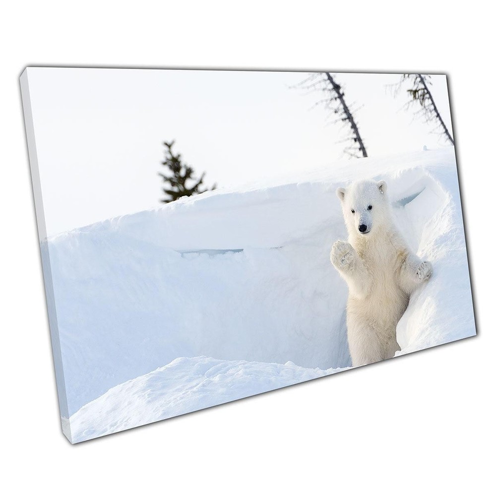 Curious Polar Bear Cub Canvas Print - Wapusk National Park Wildlife Wall Art for Home Decor