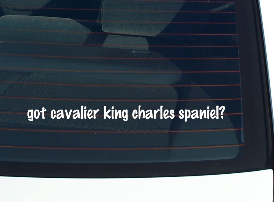 got cavalier king charles spaniel? CAR DECAL BUMPER STICKER VINYL FUNNY WINDOW