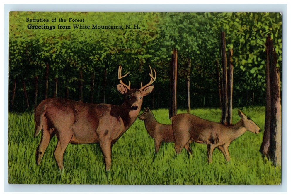 Greetings From White Mountains NH, Deer Beauties Of The Forest Vintage Postcard
