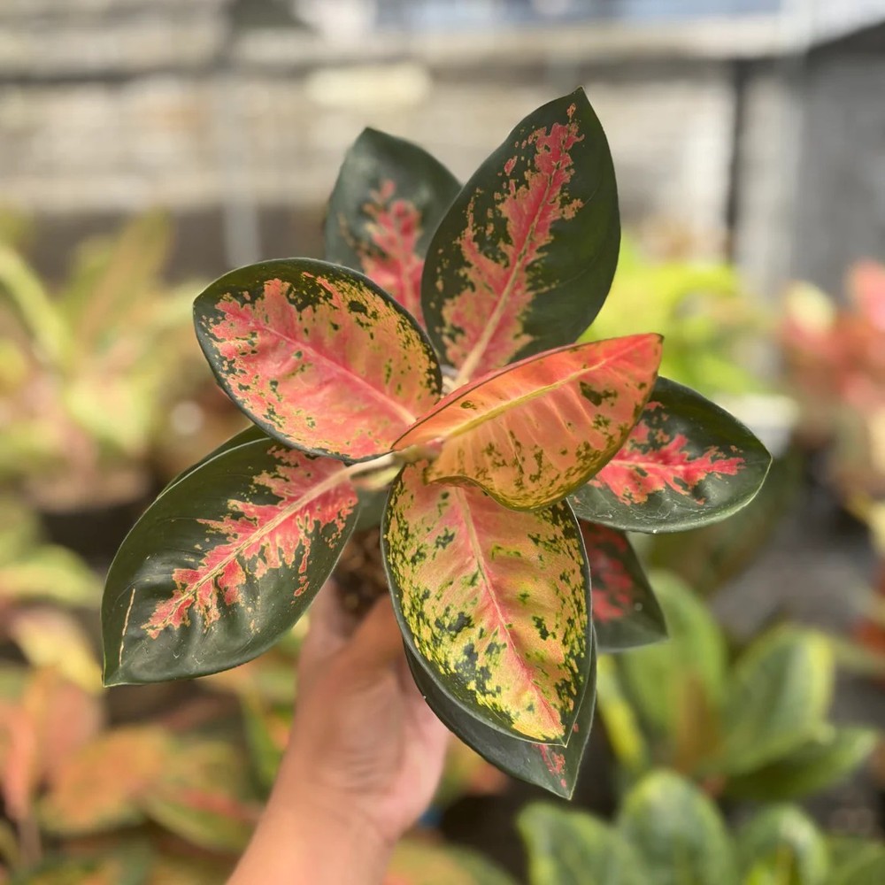 Real Picture Aglaonema Kochincuna Beautiful Rare Plant