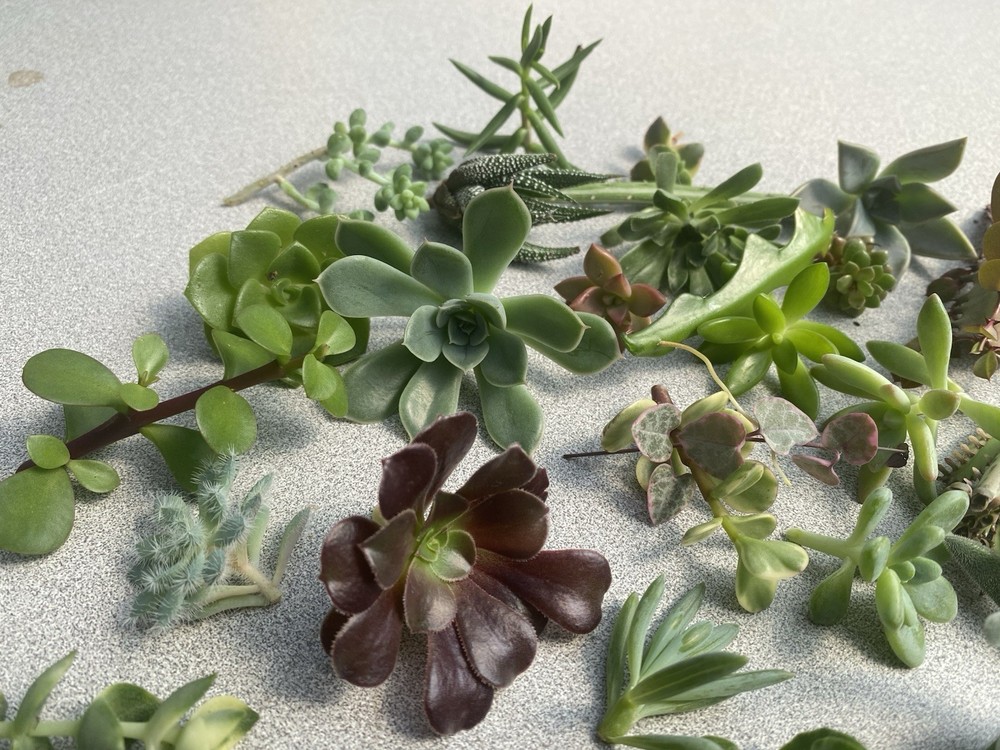 12 Different Random Succulents Unroot Cuttings / Live Plant