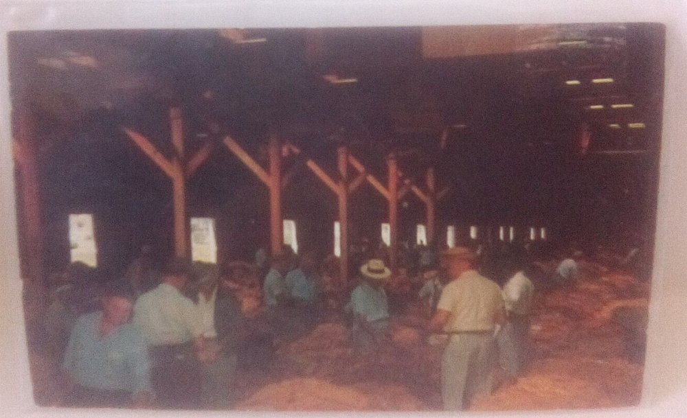 Interior Of A Tobacco Warehouse During An Auction Sale Postcard (H1)