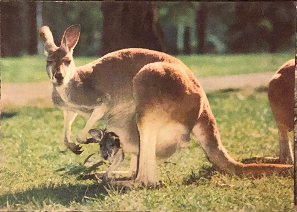Australia Red Kangaroo & Joey Postcard Hopping Marsupial National Emblem Posted