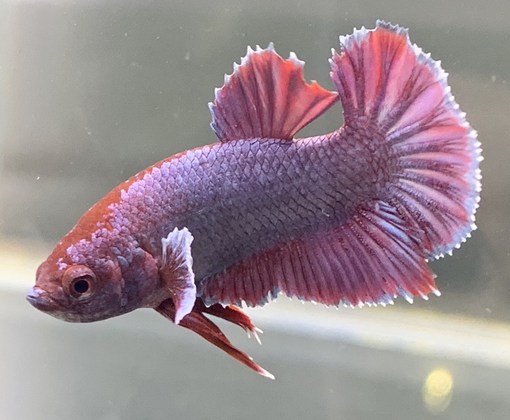 Lavender Dumbo HMPK Male Betta Fish with Stunning Fins  
