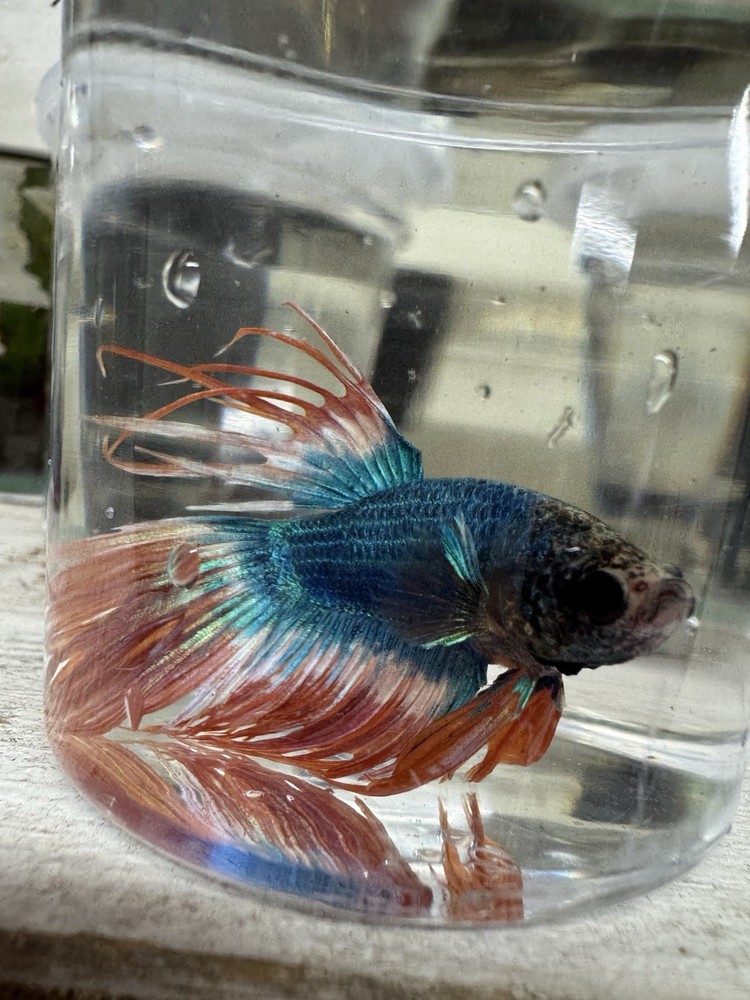 Vibrant Crowntail Male Betta Fish for Your Aquarium