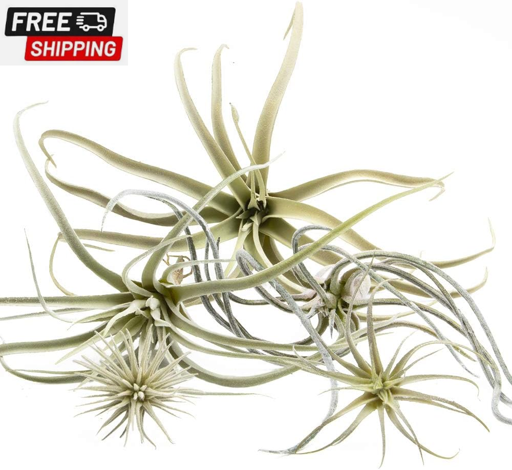 CHIVE Artificial Air Plants Bulk Set of 5 Large Ultra Realistic Fake Tillandsia