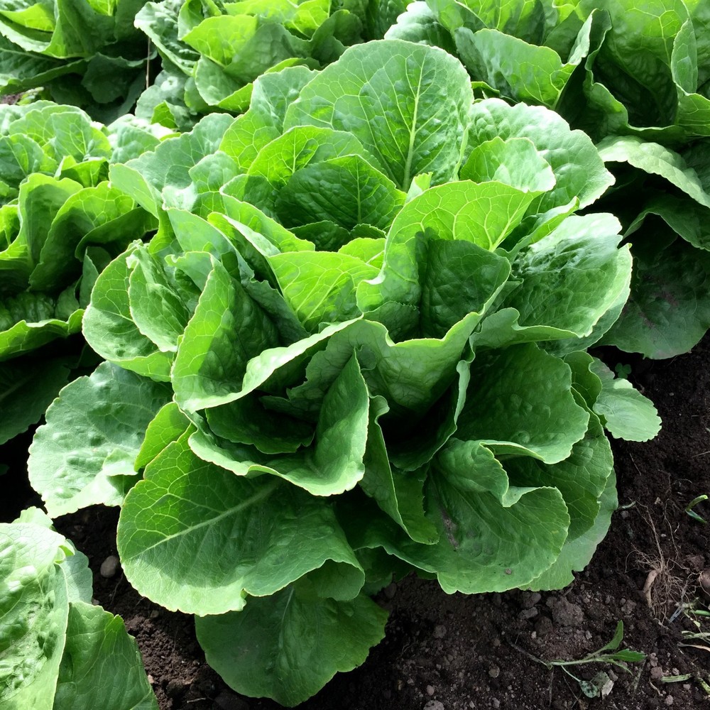 Parris Island Cos Romaine Lettuce Seeds, NON-GMO, Caesar Salad, FREE SHIPPING