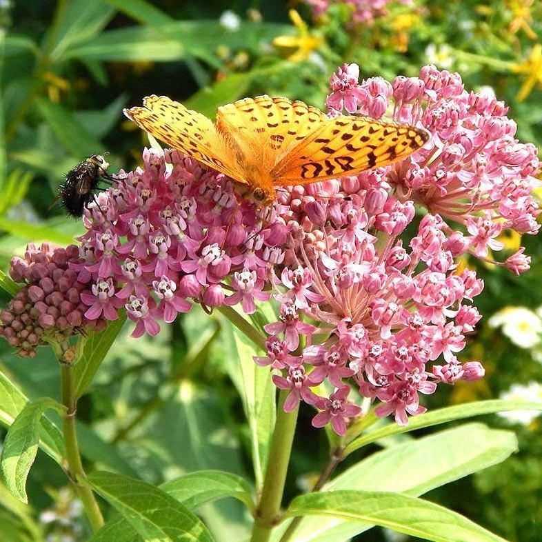 Rose ( Pink Swamp ) Milkweed Seeds - Asclepias incarnata - F1