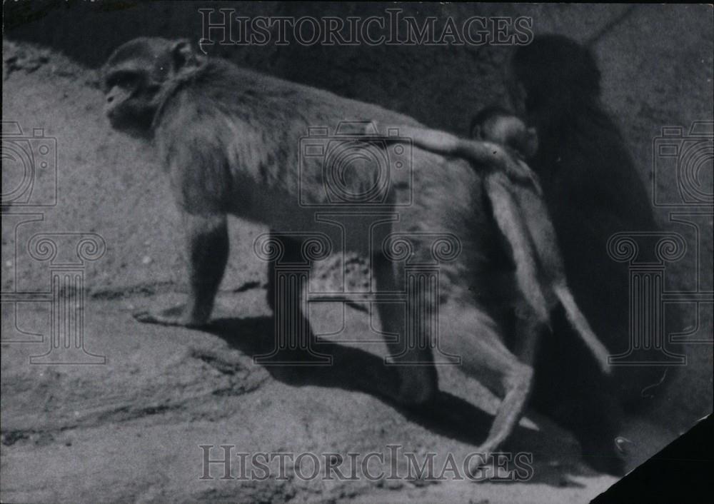 1956 Press Photo monkeys - DFPC66729