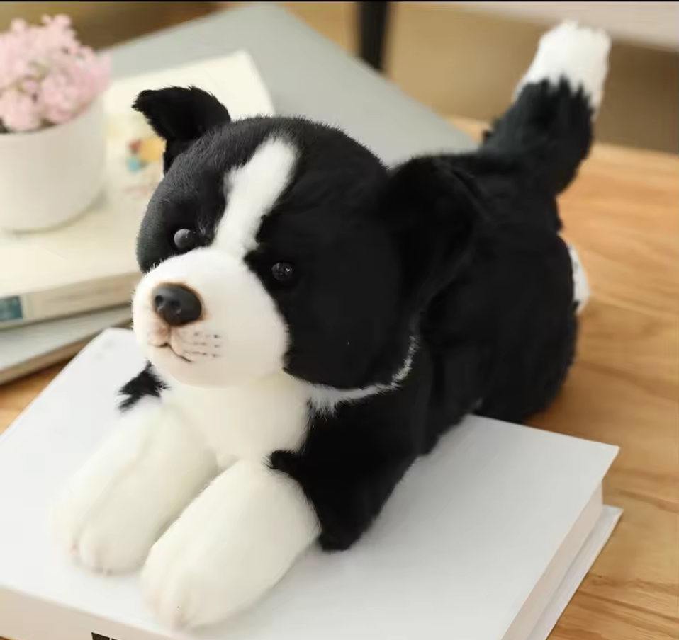 Border Collie Dog 12