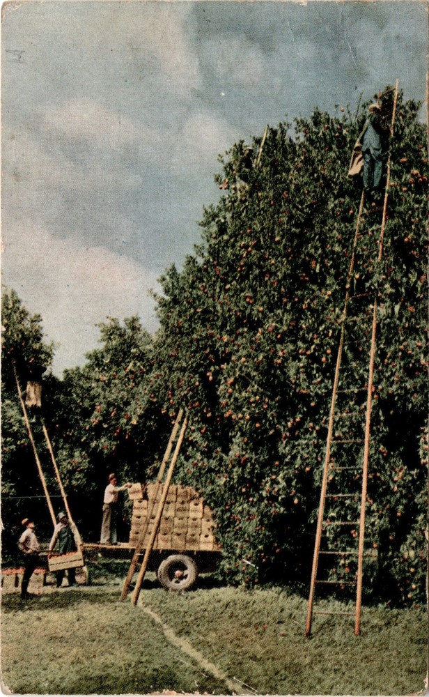TAMPA, FLORIDA, ORANGES, FEB 9, 1940, Postcard