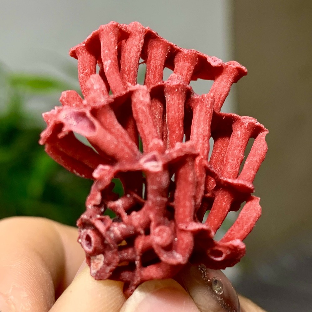2G Natural  red Coral Reef Cluster Marine Mineral Crystal Specimen