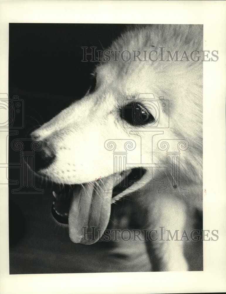 Press Photo Husky mix available for adoption, St. Charles Parish Animal Shelter