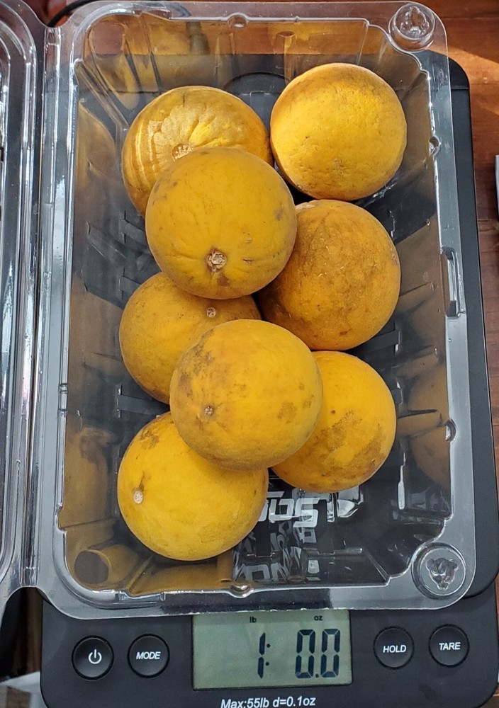 Poncirus Trifoliata ACTUAL ORANGE FRUIT 1 POUND Use For Seeds LIMITED TIME ONLY!-image