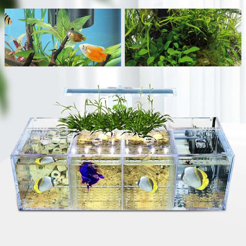 Desktop Aquaponic Betta Fish Tank with 4 Grids Rectangle Acrylic Design