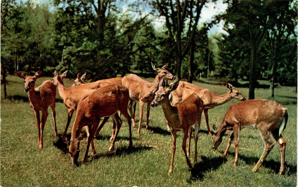 Northern Minnesota, Crosslake, Minnesota, K-66, Deer, Nature's Postcard