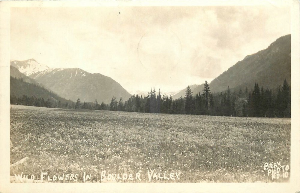 1938 Big Timber Montana Wild Flowers Boulder Valley Bray RPPC Postcard 25-7028