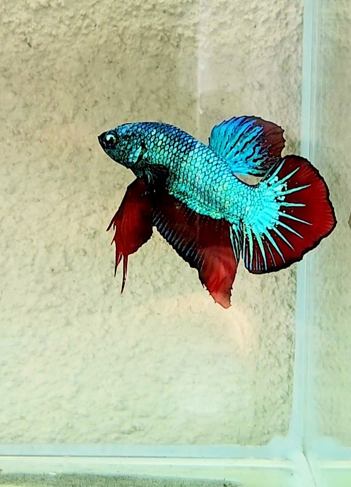 Live Betta fish male Mamba red  tails HMPK, USA