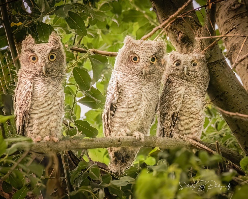 Baby Owls photo 16x20 print Wall Art Limited Edition Print, Christmas Sale $50.-image