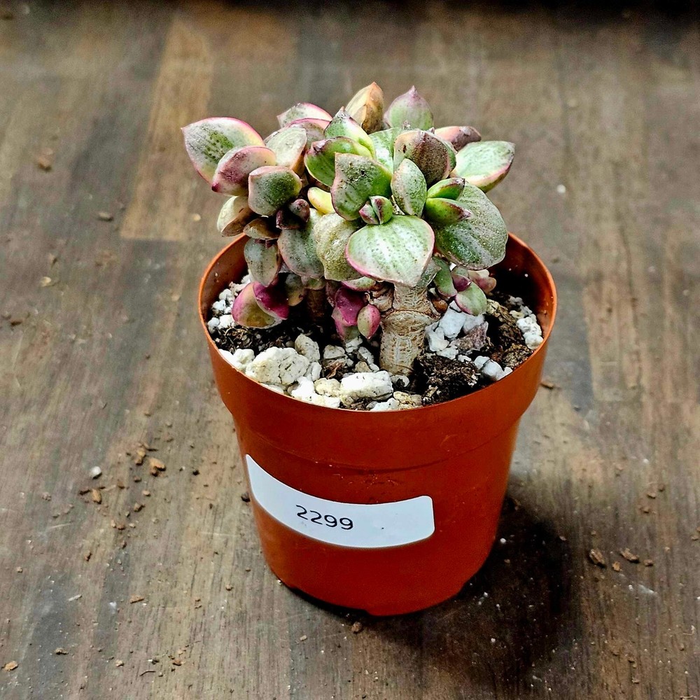 Crassula Obliqua ‘Tricolor' in a 2.5