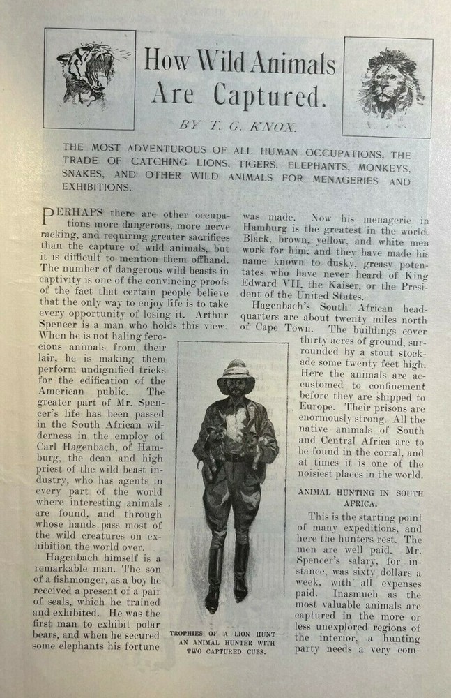 1901 Trapping Capturing Wild Animals Elephants Gorillas illustrated