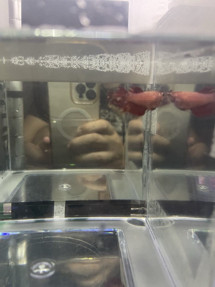 Crowntail Female Betta Fish for Your Aquarium