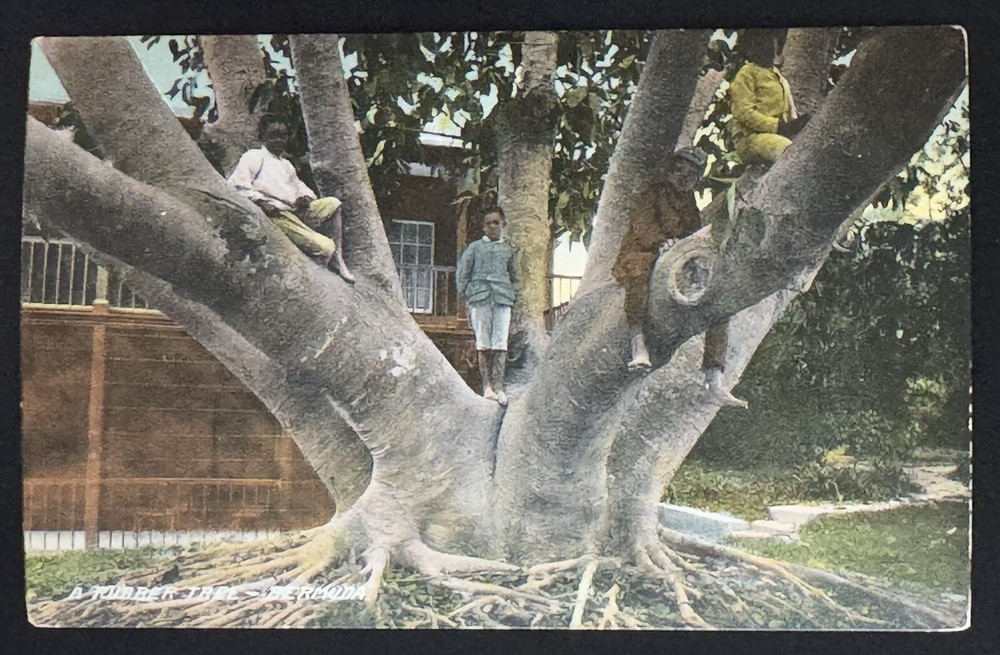 Antique Black Memorabilia Oak Tree Bermuda Travel Postcard