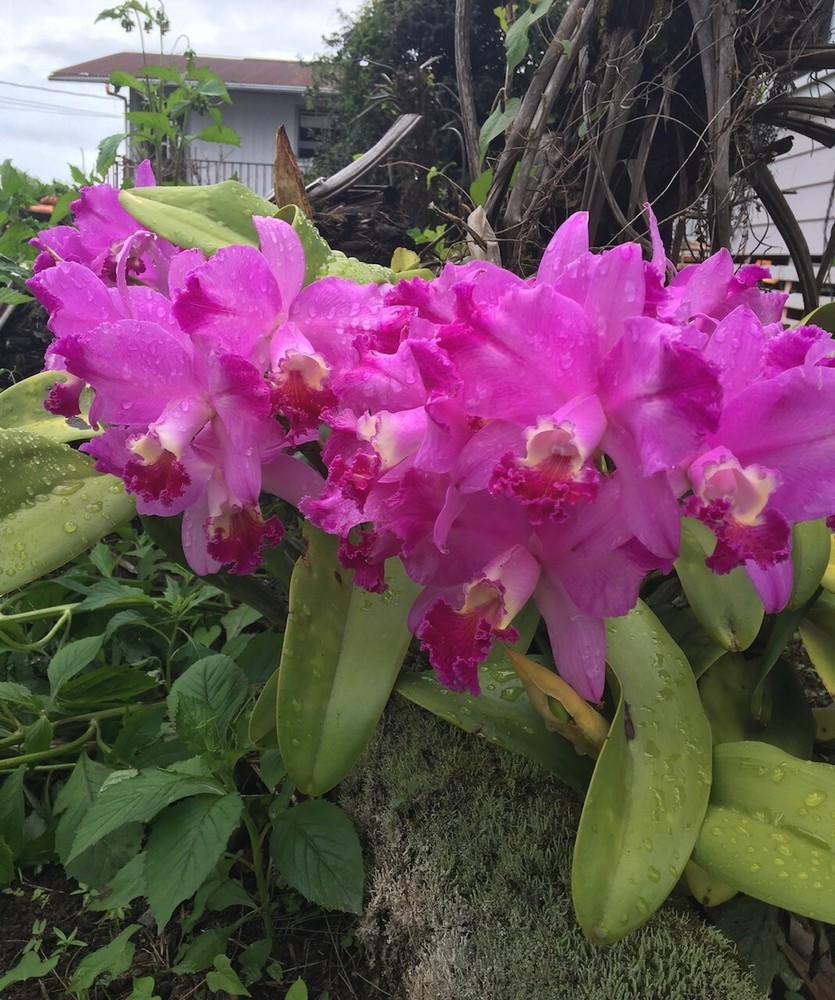 (513-5)Lc.Dorothy Warne 'Favorite'     MS